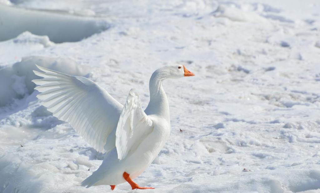 The Geese and The Ice Storm (Astrid&nbsp;Poplar)