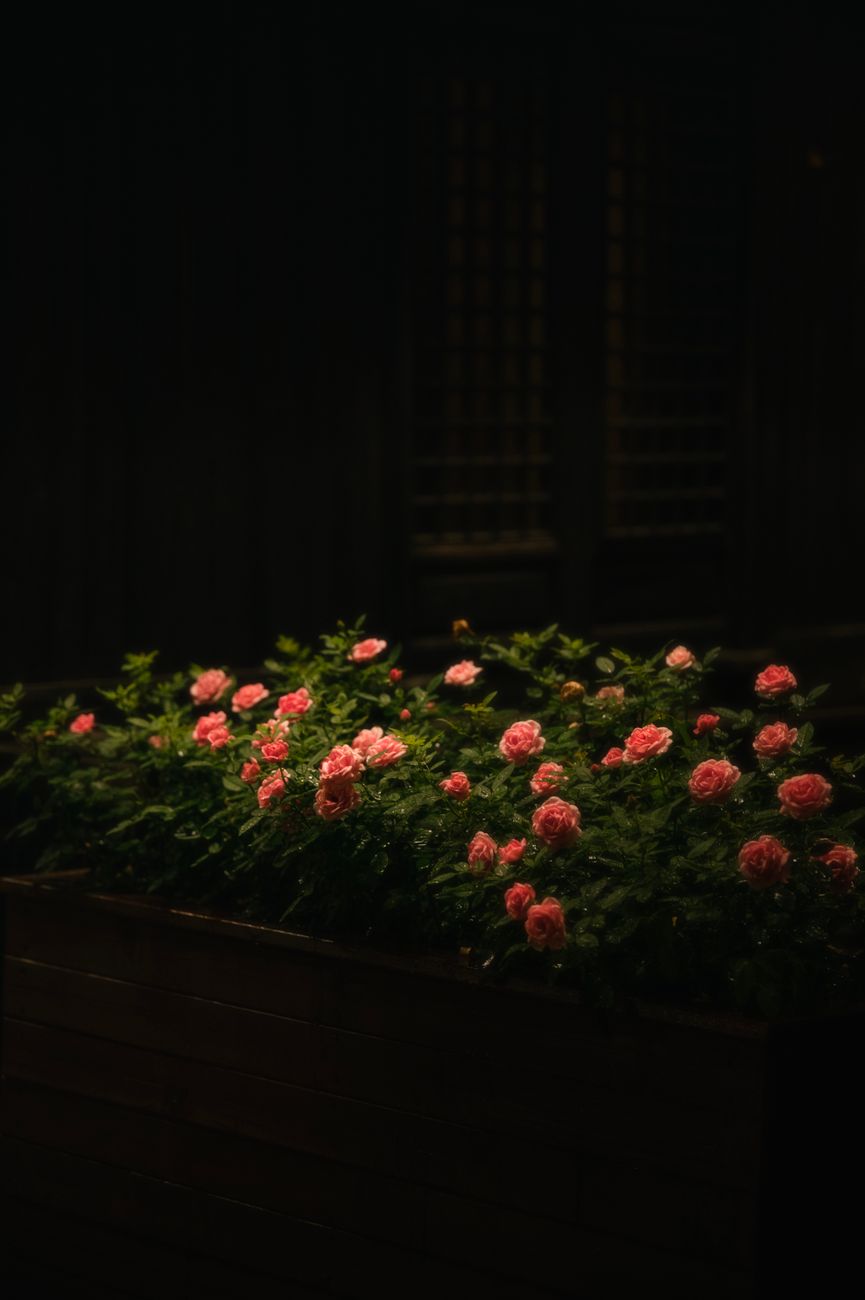 The Human Garden (Jill&nbsp;Nelson)