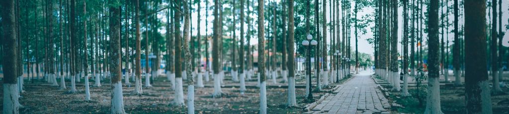 The Town Among The Trees (Greg&nbsp;Sorin)