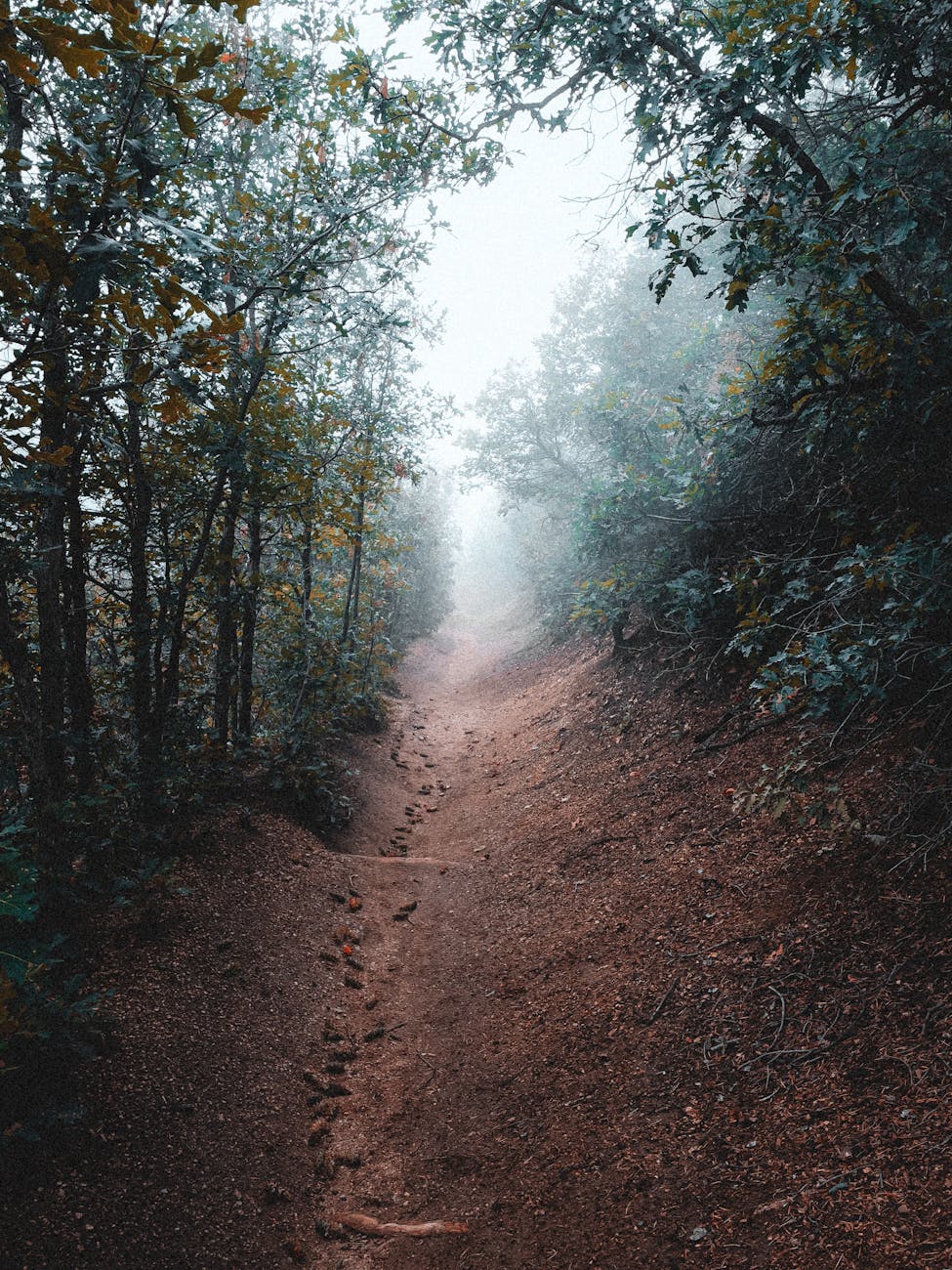 The Town Among The Tress (Greg&nbsp;Sorin)