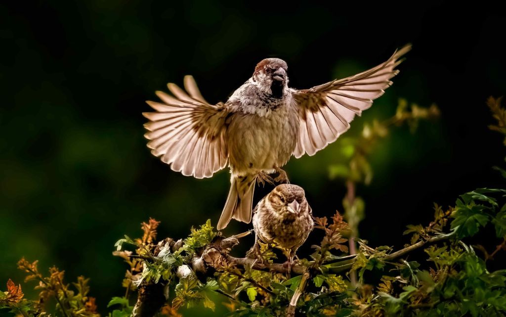 Sparrows (Plamen V.)
