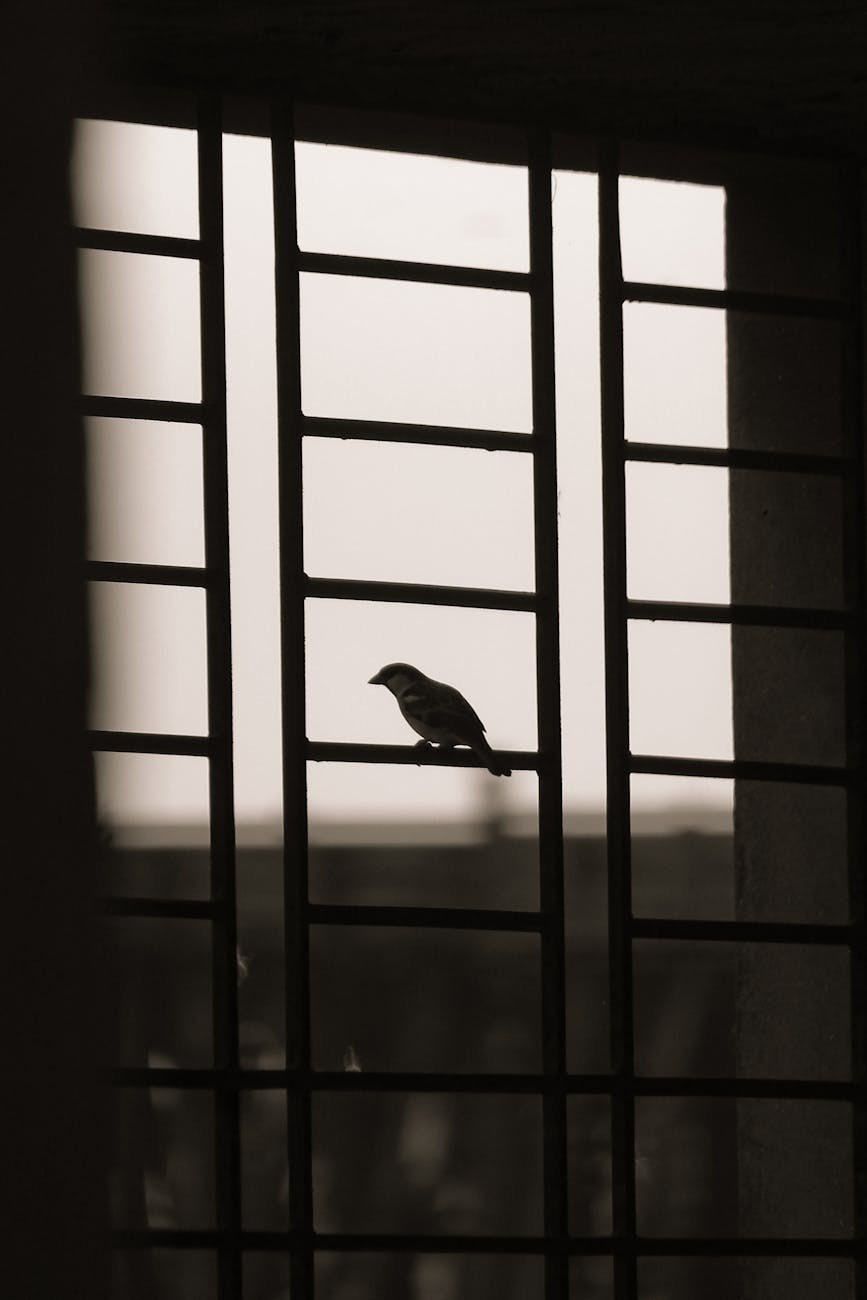 Sparrows (Plamen V.)