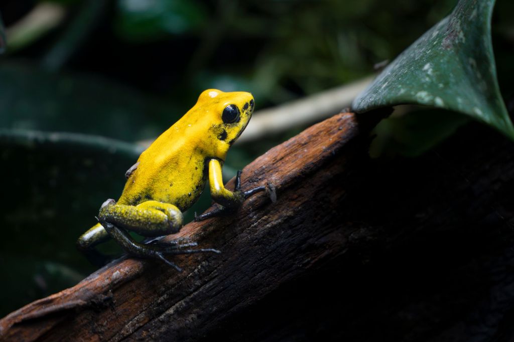 The Orchestra Of Frogs (Marvel Chukwudi Pephel)